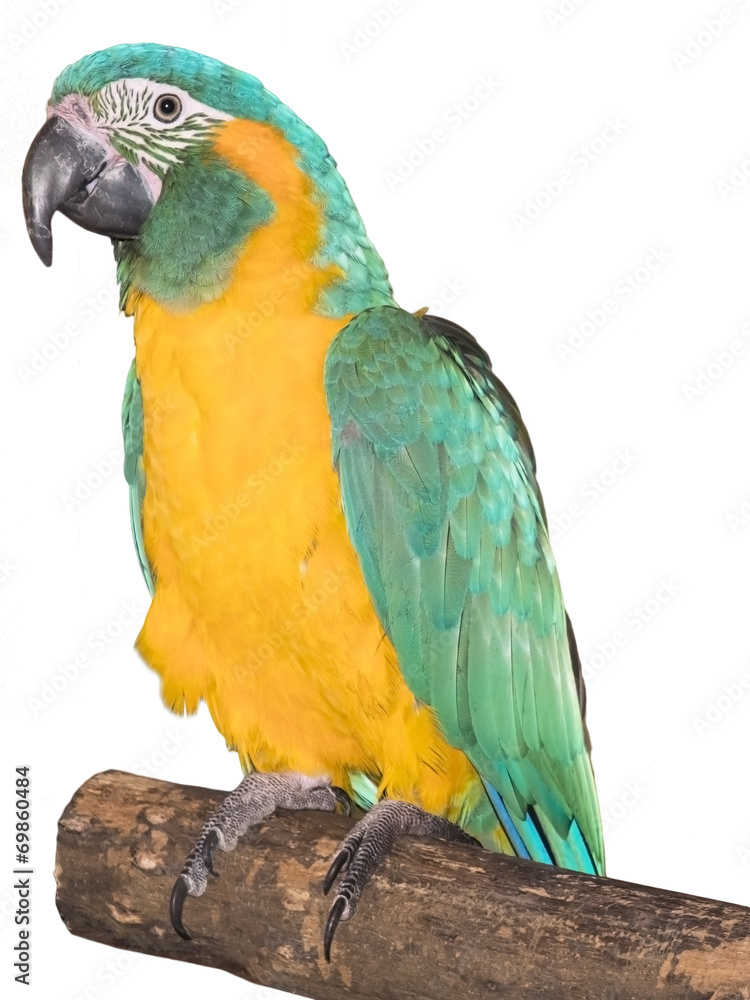 Blue-throated macaw (Ara glaucogularis)