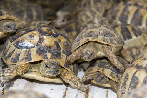 Crowd of smuggled Hermann's tortoises (Testudo hermanni)