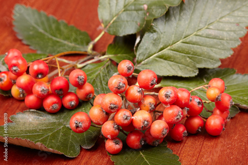 berries and green leaves of rowan