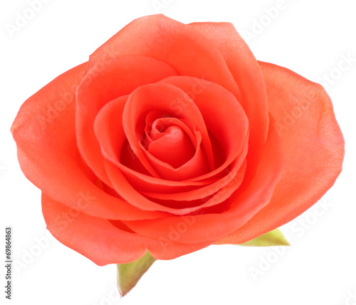 beautiful rose flower  isolated on white