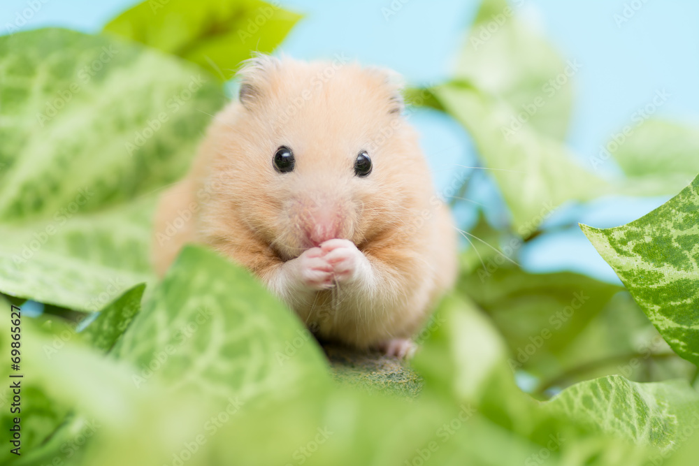 毛づくろいするキンクマハムスター 毛づくろいするキンクマハムスター