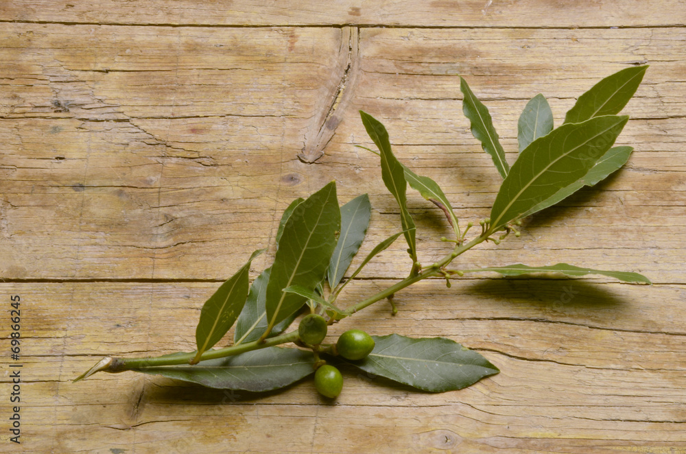 Laurus nobilis Echter Lorbeer Wawrzyn szlachetny 월계수 Laurus nobilis Echter Lorbeer Wawrzyn szlachetny 월계수
