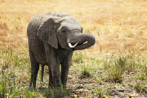 Elephant on the Masai Mara in Africa