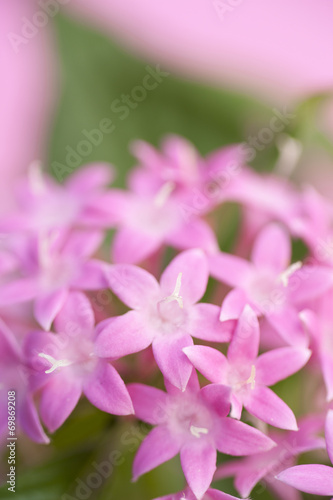 ペンタスの花