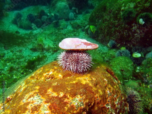 Green sea urchin, Barents sea photo