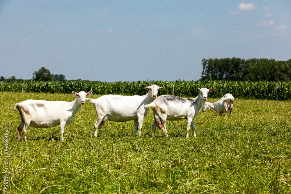 Obraz premium Goats