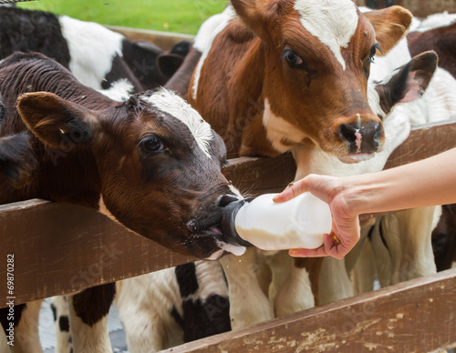 Calf feeding from milk bottle