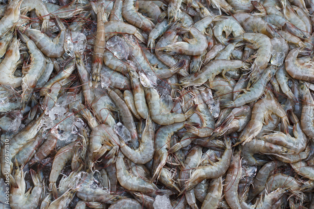 Fresh sea shrimp