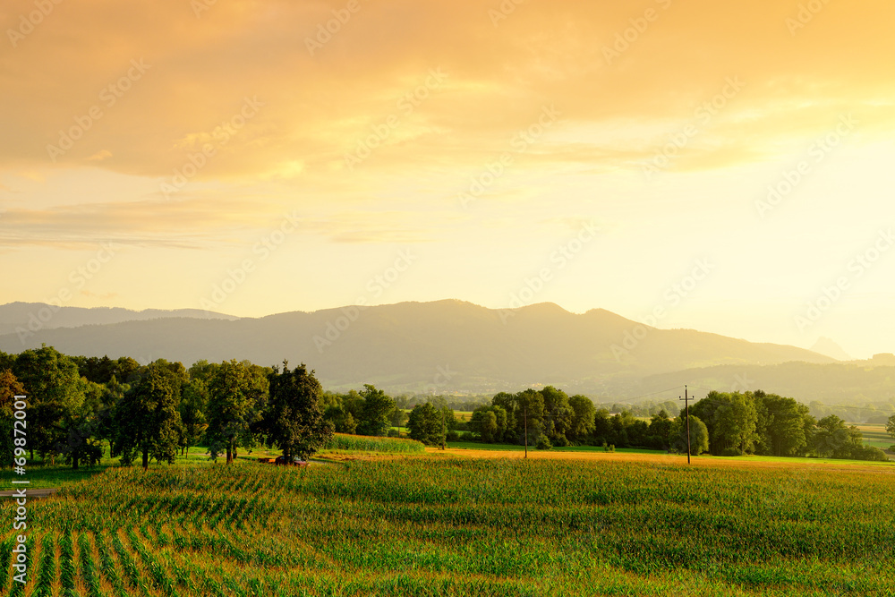 cornfield