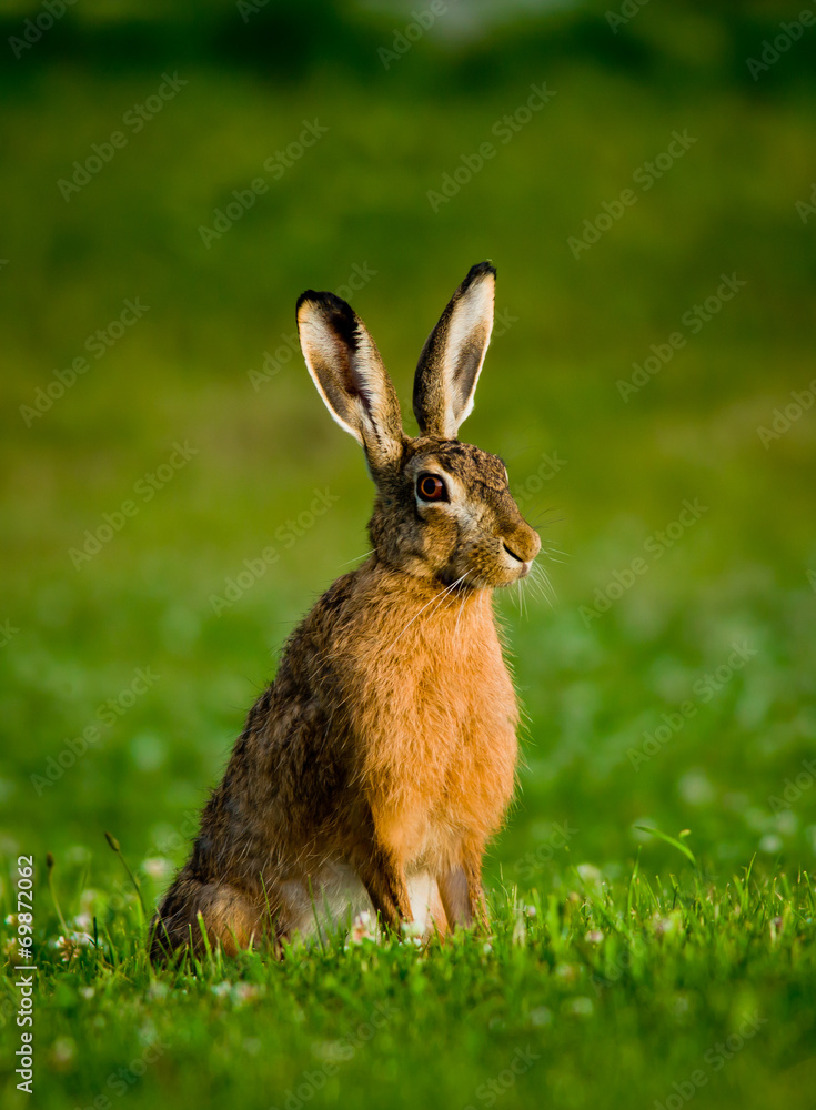 Fototapeta premium hase na łące