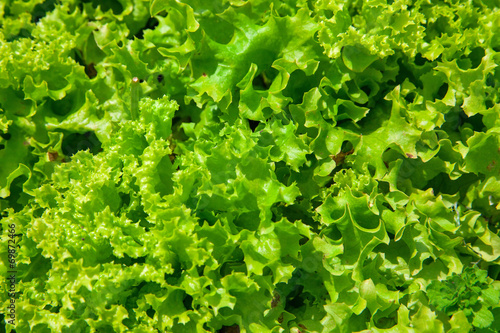 Green leaves of lettuce, food photo background