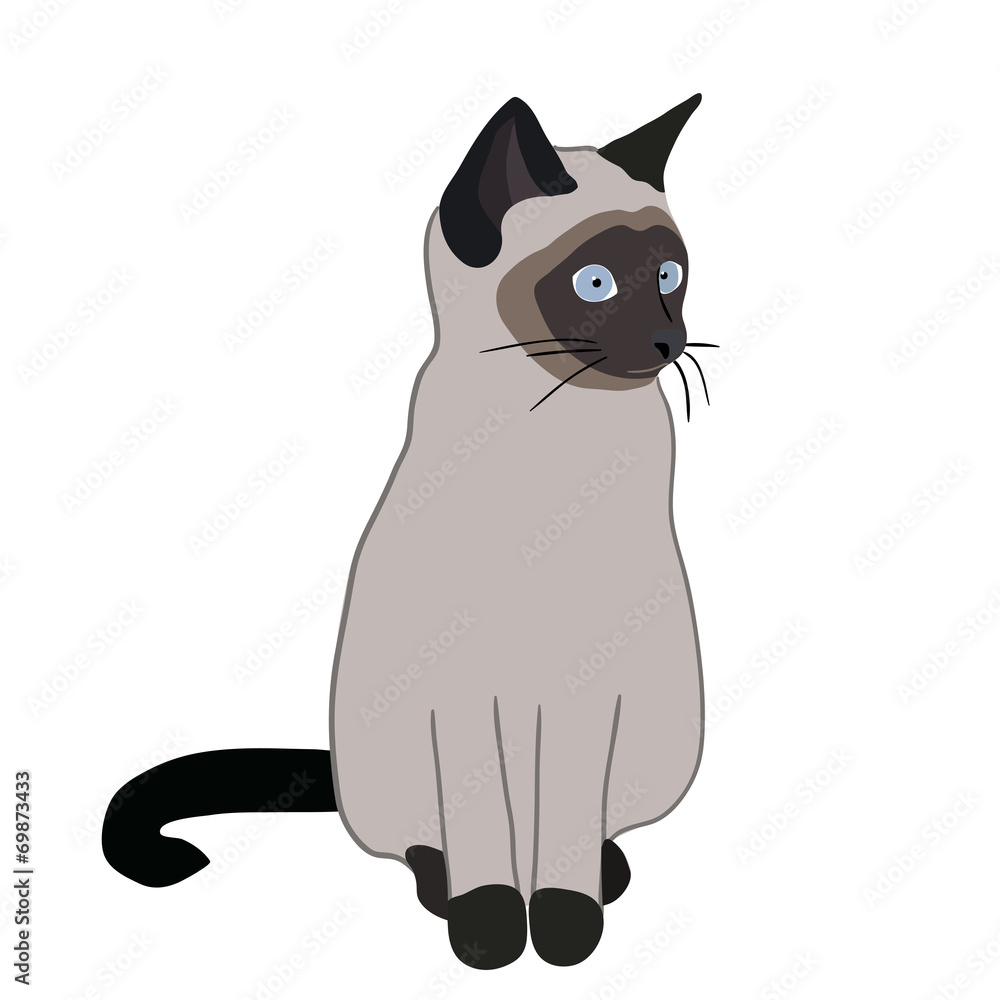 Obraz premium Siamese cat in vector