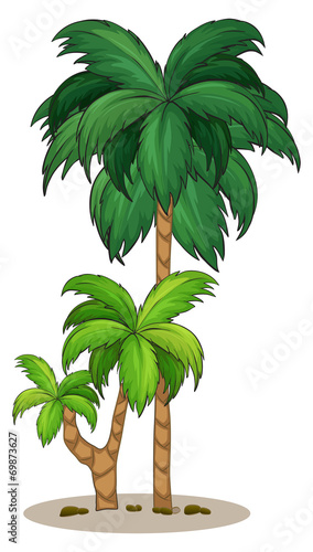 A palm tree
