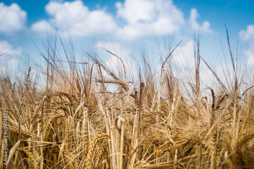 Fototapeta premium grain field