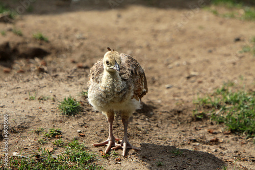 Pfauenküken photo