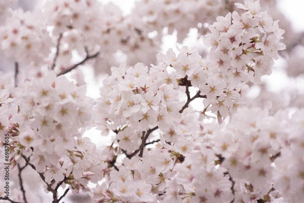 サクラの花