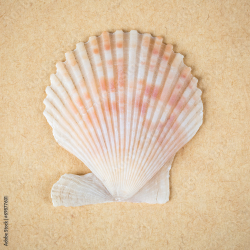 scallop shell closeup