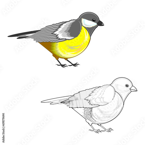 A titmouse isolated on a white background