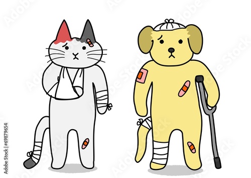 犬と猫、けが