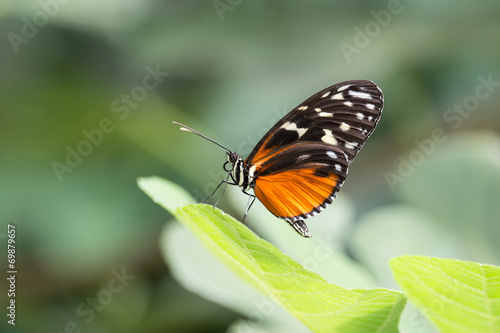 Schmetterling © T F Sturm