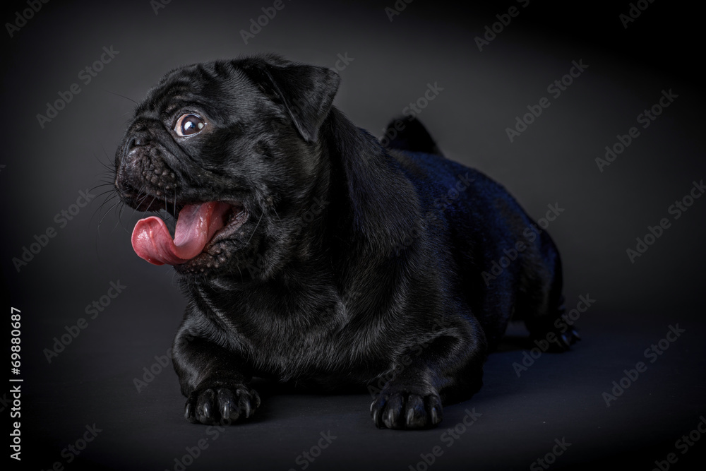 Cane carlino nero isolato su sfondo nero Cane carlino nero isolato su sfondo nero