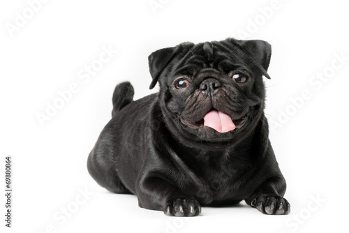 Cuadro en lienzo Cane carlino nero isolato su sfondo bianco