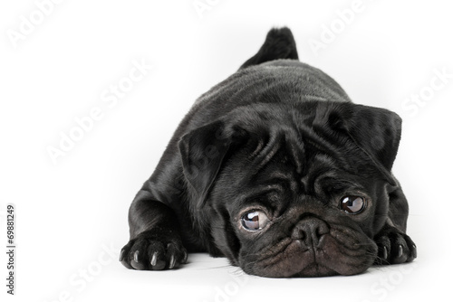Cane carlino nero isolato su sfondo bianco photo