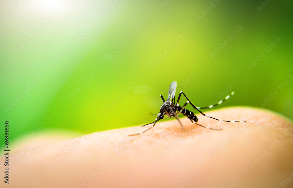Mosquito sucking blood - obrazy, fototapety, plakaty 