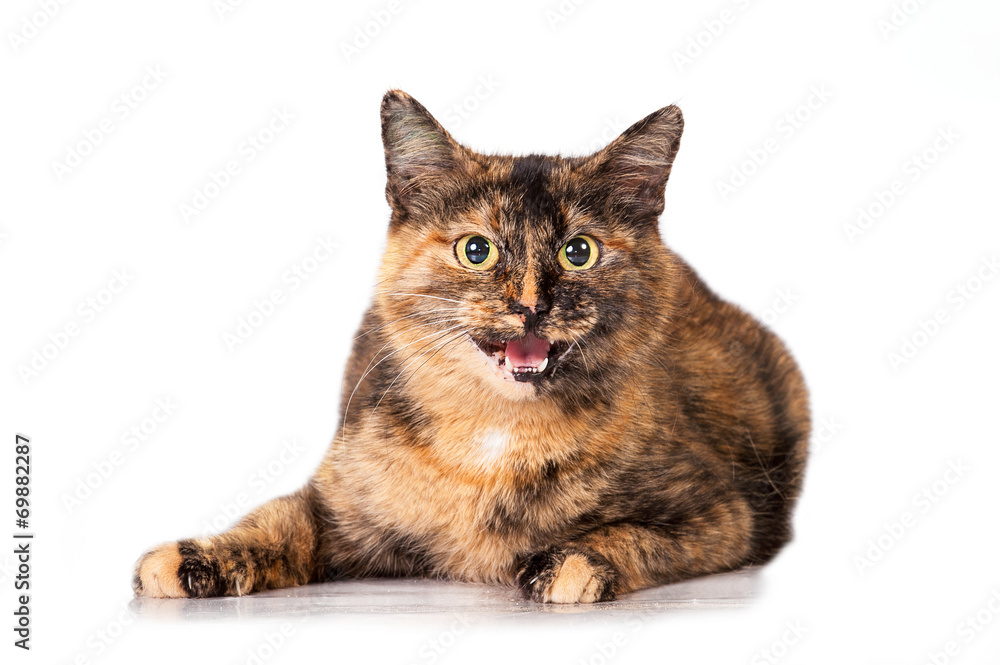 Beautiful adult cat meowing