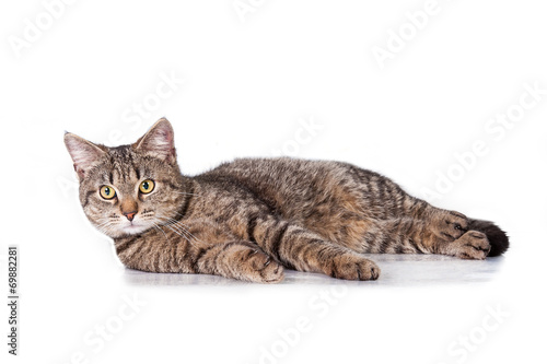 Beautiful tabby cat lying © Rita Kochmarjova