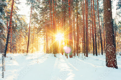 Winter Forest Landscape © Grigory Bruev