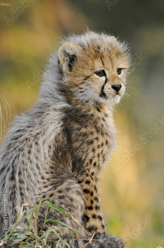 African Cheetah cub