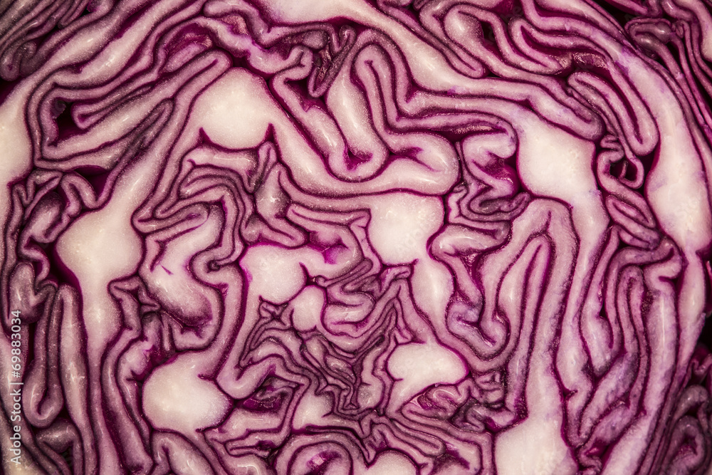 red cabbage red cabbage