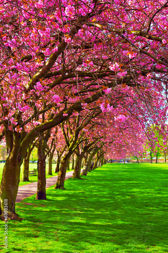 Walk path surrounded with blossoming plum trees