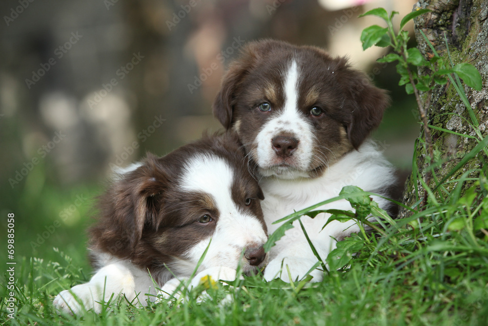 Two amazing puppies lying together in the grass Two amazing puppies lying together in the grass
