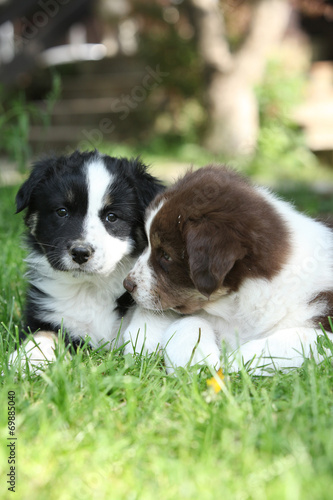 Fototapeta Naklejka Na Ścianę i Meble -  Two amazing puppies lying together in the grass