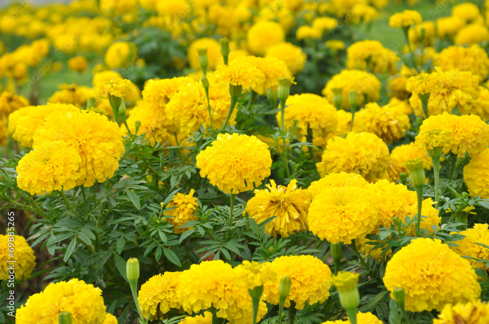 marigold flowers background marigold flowers background