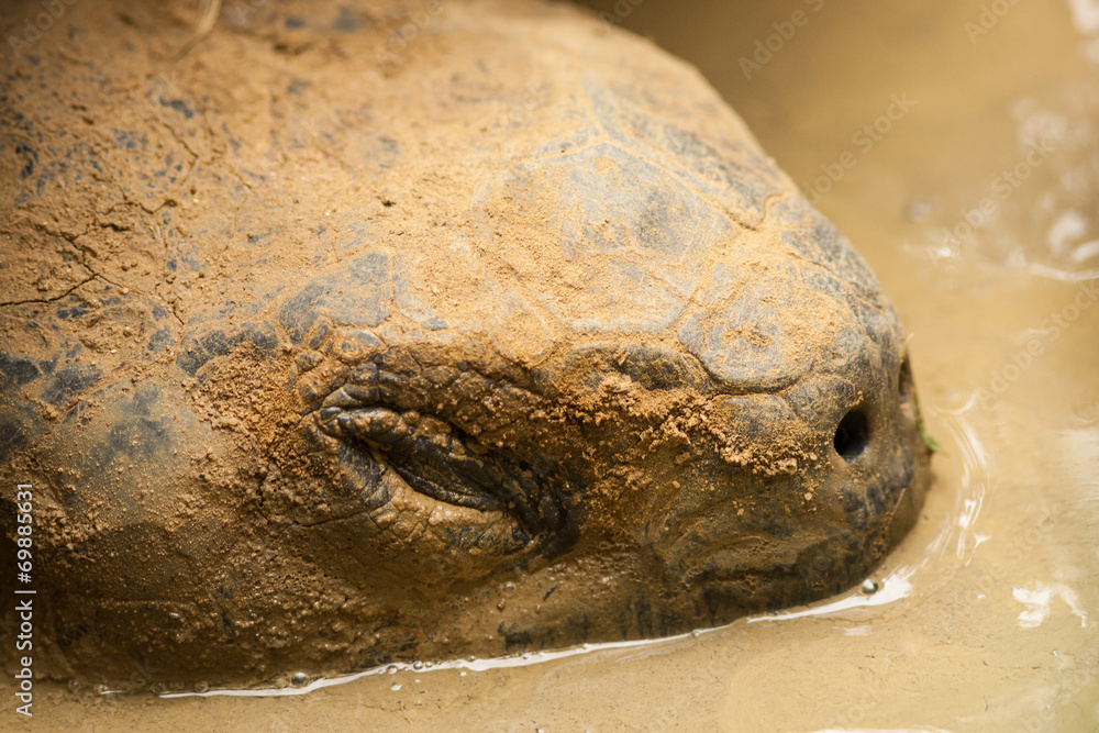 Obraz premium Turtle head