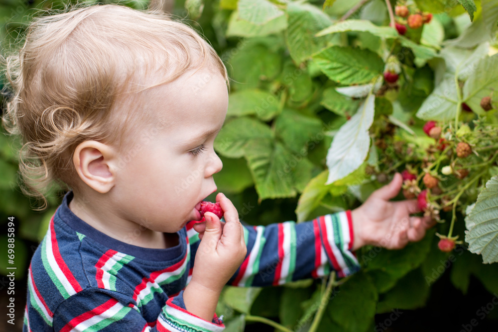 Adorable toddler boy picking raspberries Adorable toddler boy picking raspberries
