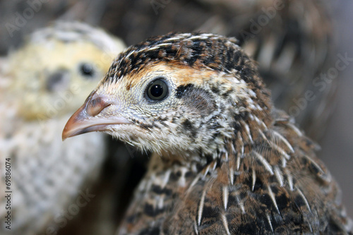 Brown crested quail