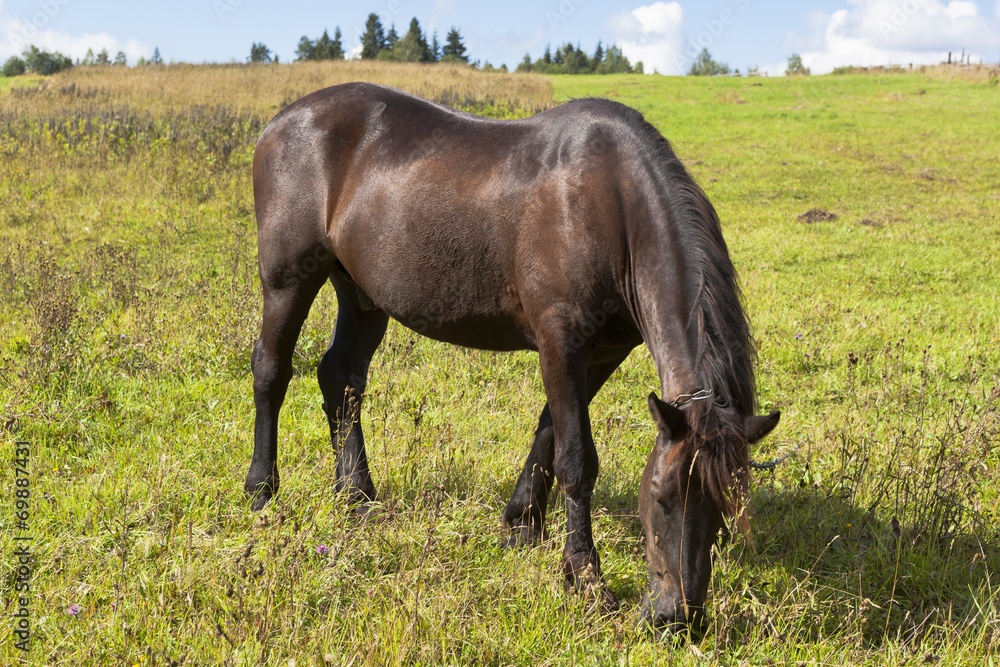 Fototapeta premium Привязанный цепью конь пасётся в поле