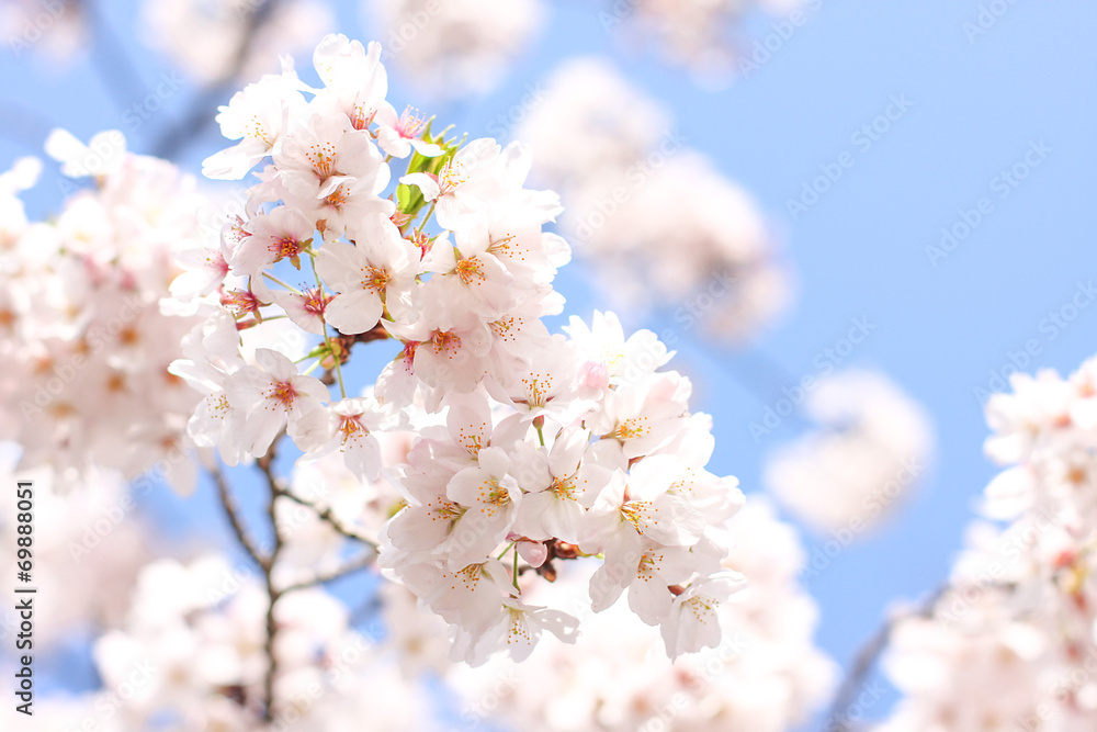 Fototapeta premium 桜の花 東京