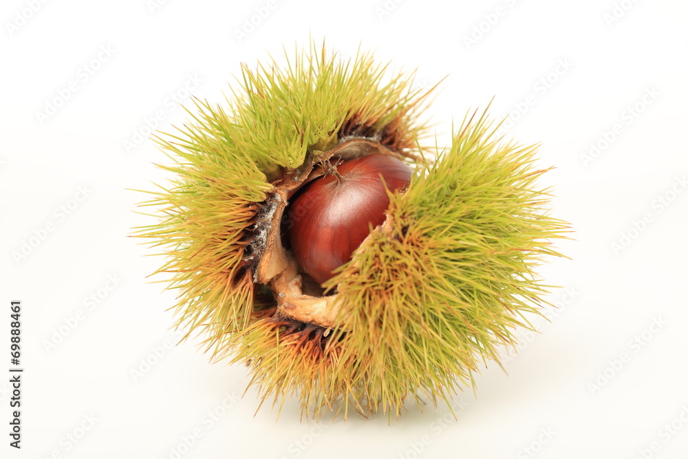 毬栗