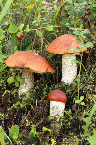 mushrooms © mist7