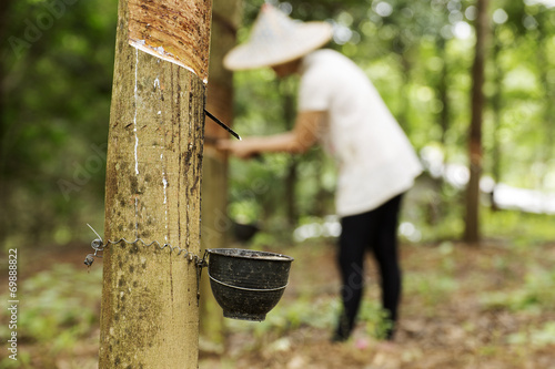 tapping latex from the rubber tree