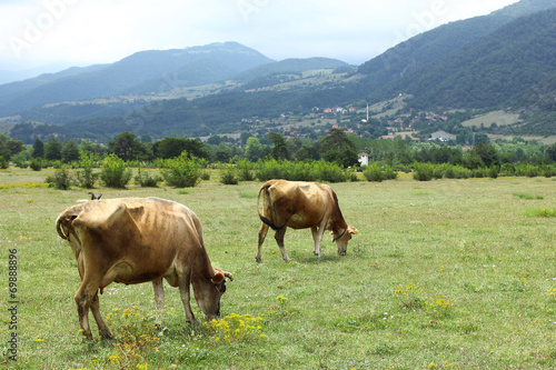 Cow on a green pasture in the mountains