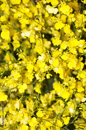 Fototapeta Naklejka Na Ścianę i Meble -  オンシジューム