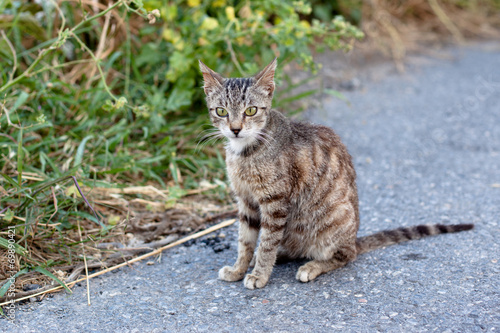 Outdoor cat