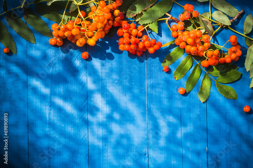 Autumnal background rowan fruits blue wooden board