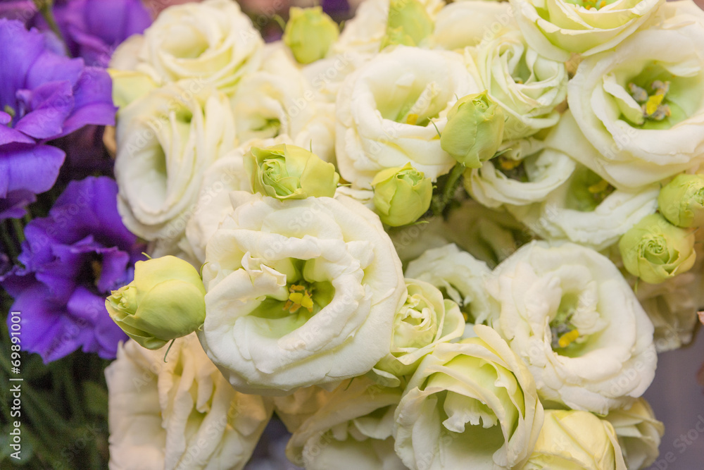 Obraz premium トルコギキョウ